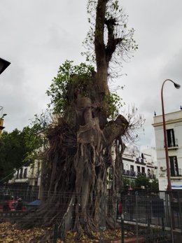 Ficus de San Jacinto, en Sevilla.