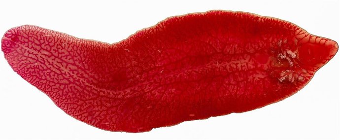 Archivo - Fasciola hepática