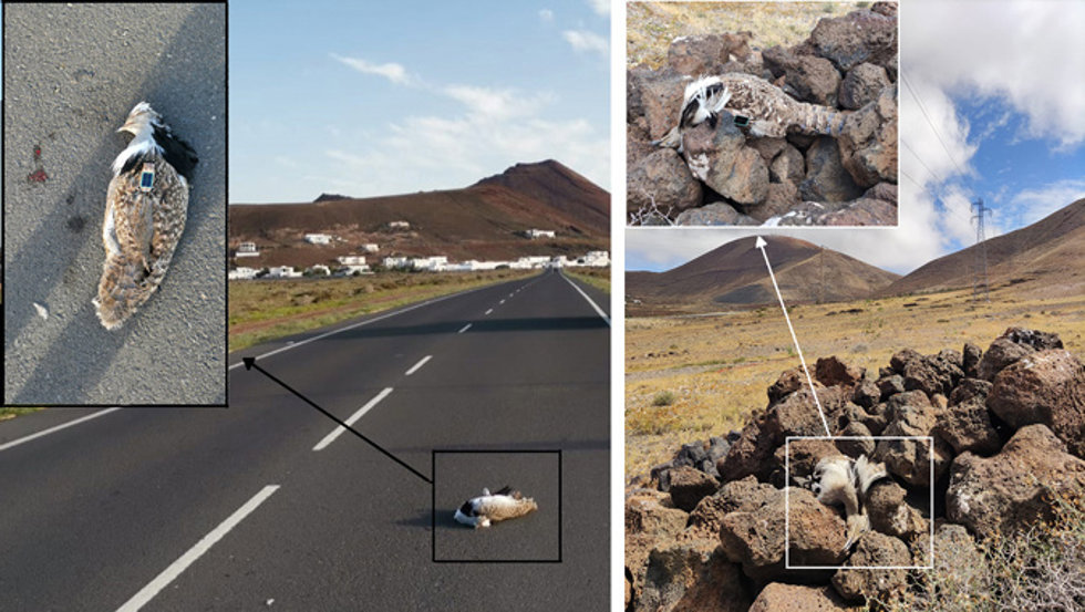 La extinción de la hubara canaria se acelera por los tendidos eléctricos y telefónicos o atropellos, según un estudio
