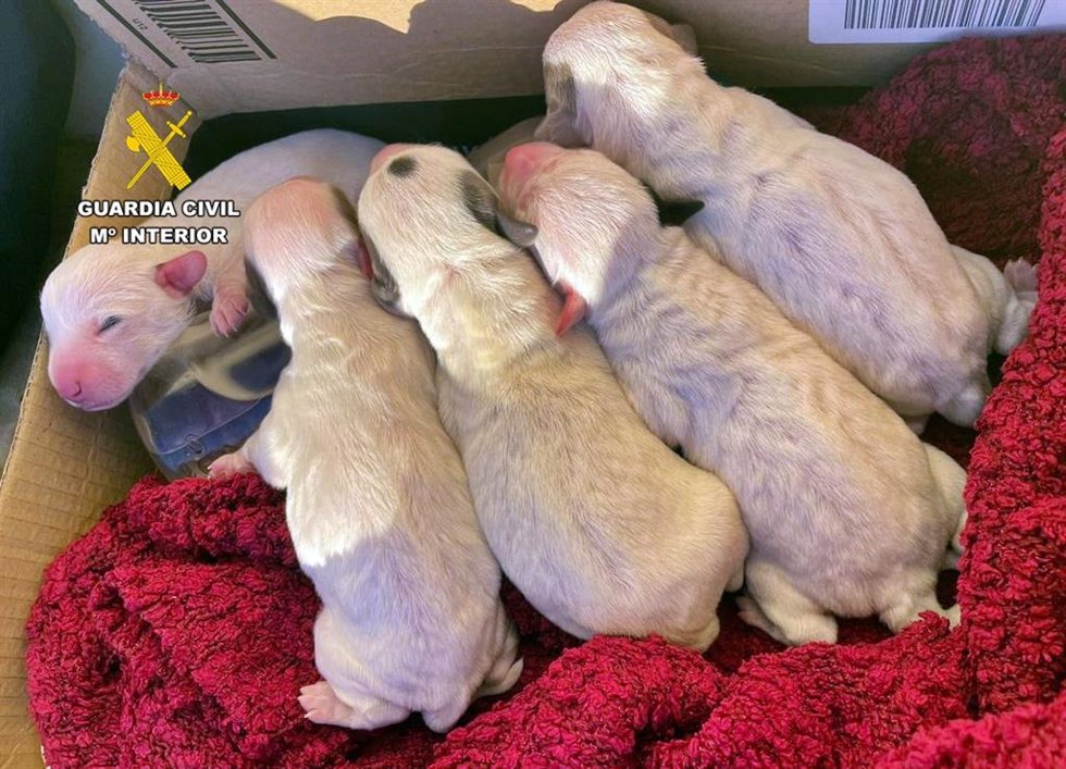 Cachorros abandonados