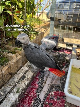 Uno de los loros recuperados en Mazagón (Huelva) por la Guardia Civil.