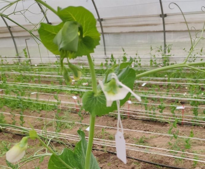 Guisantes con los que trabaja el Departamento de Mejora Genética del IAS-CSIC de Córdoba en el consorcio europeo Cousin.