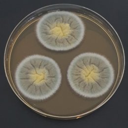 Fotografía de un hongo del tipo Aspergillus utilizado como modelo en el estudio.
