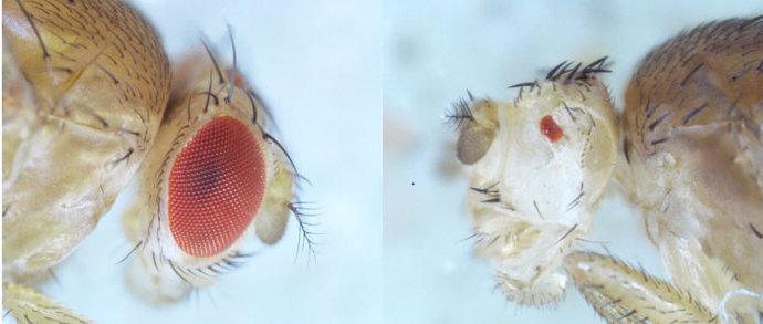 Si durante el desarrollo de Drosophila (izquierda) se atenúa la vía de BMP, los ojos resultantes son considerablemente más pequeños (derecha).