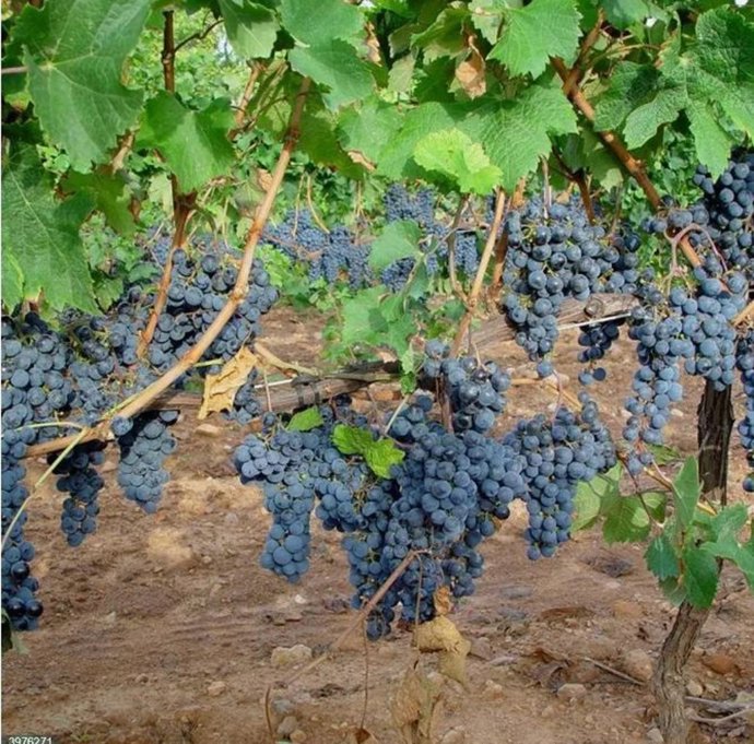 Archivo - La propuesta ha sido remitida a las instituciones