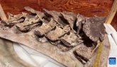 Foto: Fósiles atribuidos a un nuevo titanosaurio descubiertos en China