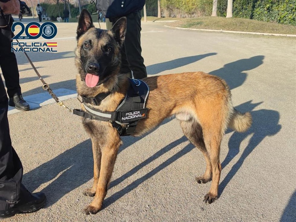 Pastor belga 'malinois' perteneciente a la unidad de Guías Caninos de la Jefatura Superior de Policía de Aragón