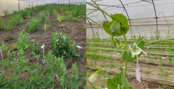 La Unión Europea reconoce el valor de las especies silvestres en la mejora genética de los cultivos