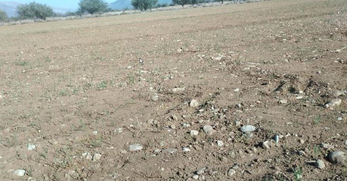 Imagen de campo de cereal