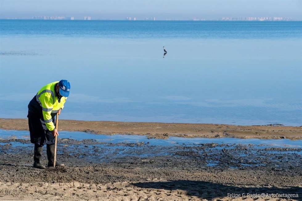 Archivo - Retirada de biomasa del Mar Menor