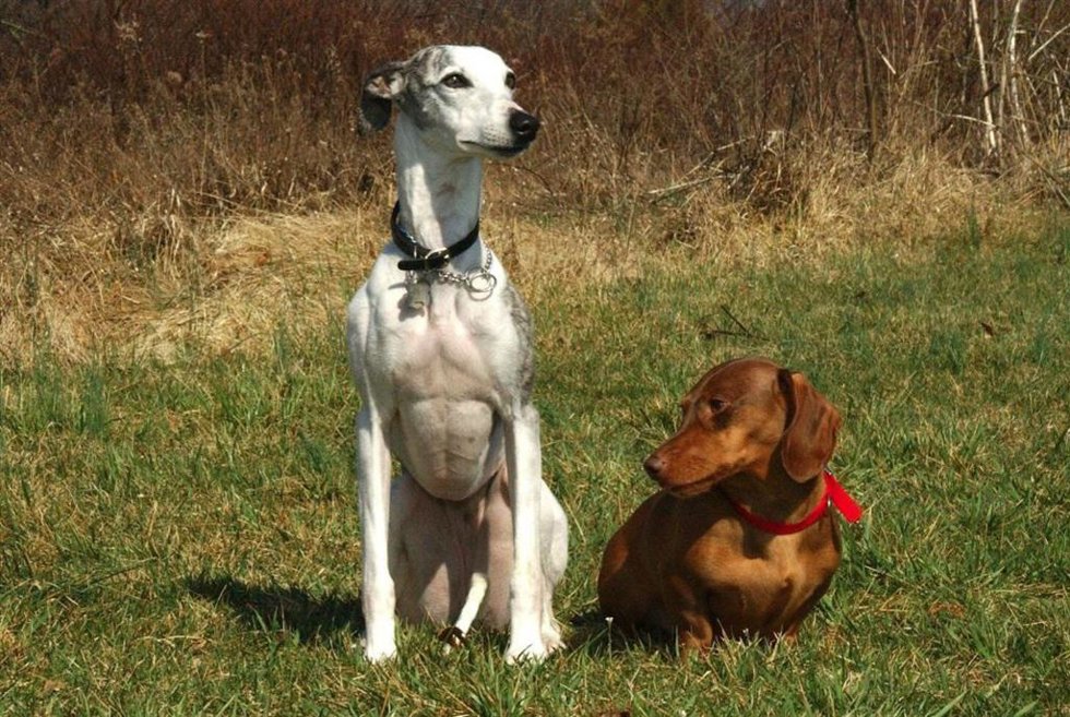 Un nuevo estudio determina qué tipo de perro es el más longevo