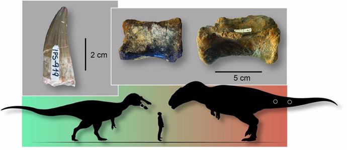 Un estudio descarta que hubiera tiranosauroides en España ante la "abundancia" de otros carnívoros