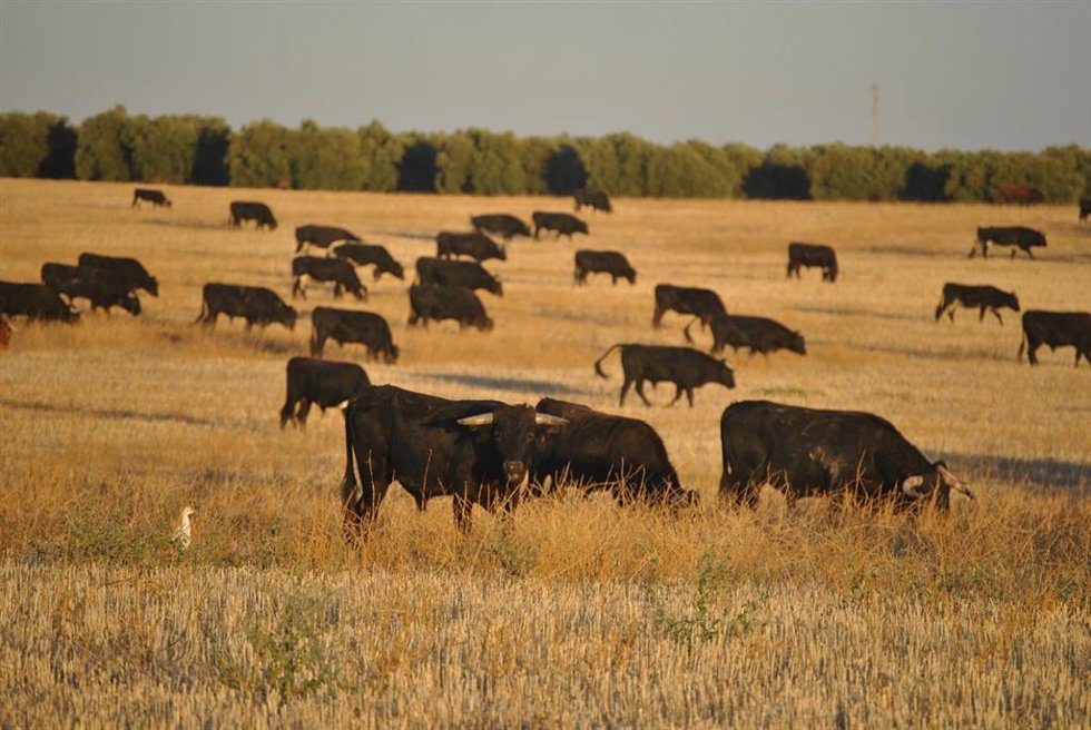 Archivo - Imagen de archivo de una ganadería de toro de lidia.