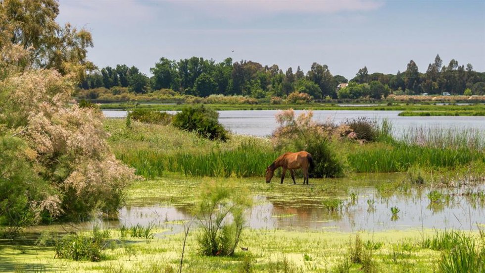 Imagen de Doñana.