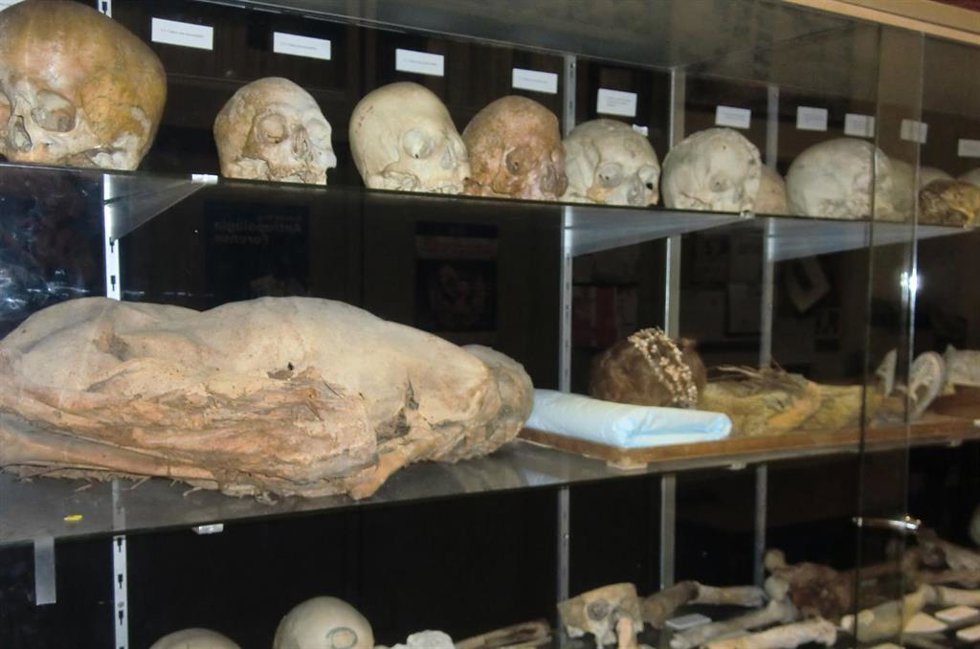 Archivo - Cráneos del Departamento de Medicina Legal, Toxicología y Antropología Física de la Universidad de Granada.