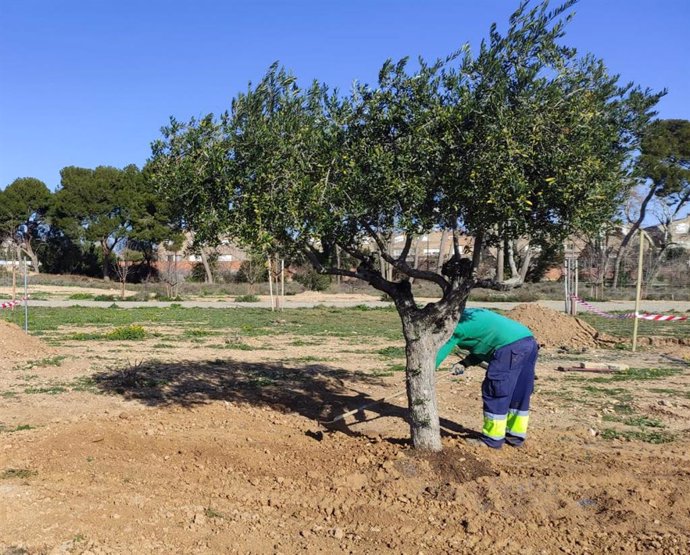 Uno de los olivos trasplantados al 'Bosque lleno de vida' de Zaragoza.