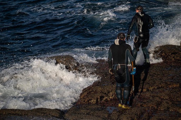 Archivo - Percebeiros recogen la cría del percebe en la costa de Pontevedra, a 14 de diciembre de 2023, en Pontevedra, Galicia (España). El precio del kilo del percebe en el mercado es de 110 euros, aunque en general, dependiendo del tamaño y el origen,