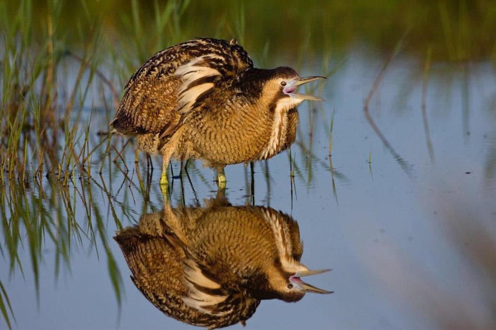 SEO/BirdLife pide que se salve la albufera de Valencia
