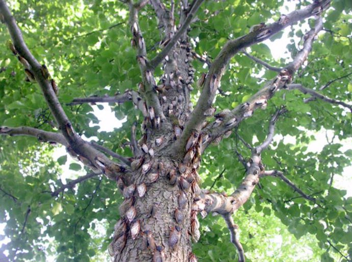 Grupo de cigarras en un árbol