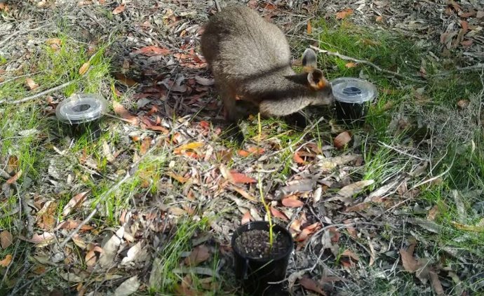 El ualabí del pantano en el conjunto experimental del Parque Nacional Ku-ring-gai Chase huele la desagradable Boronia y deja solas las plántulas de eucalipto preferidas.