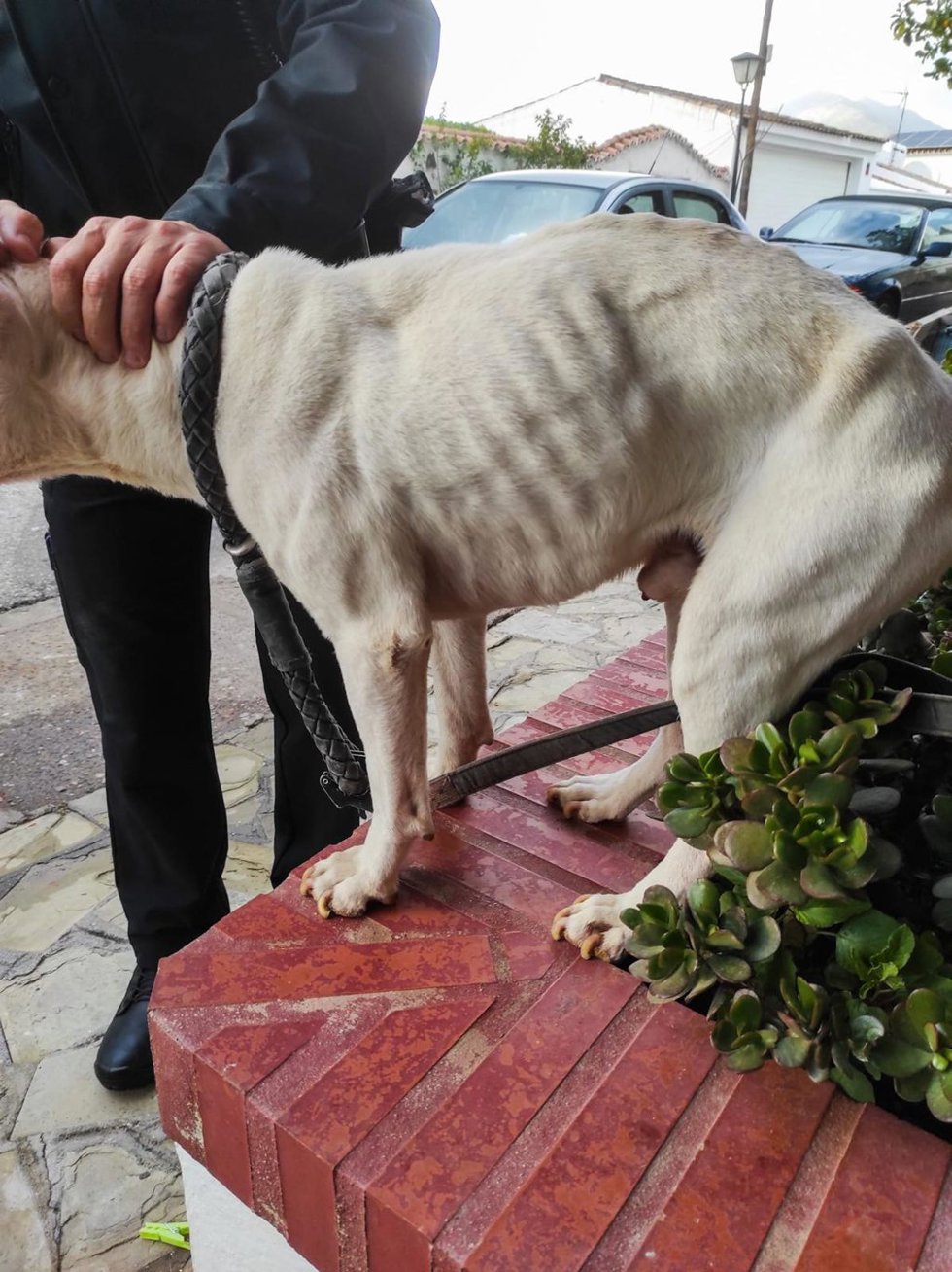 Imagen del animal rescatado.