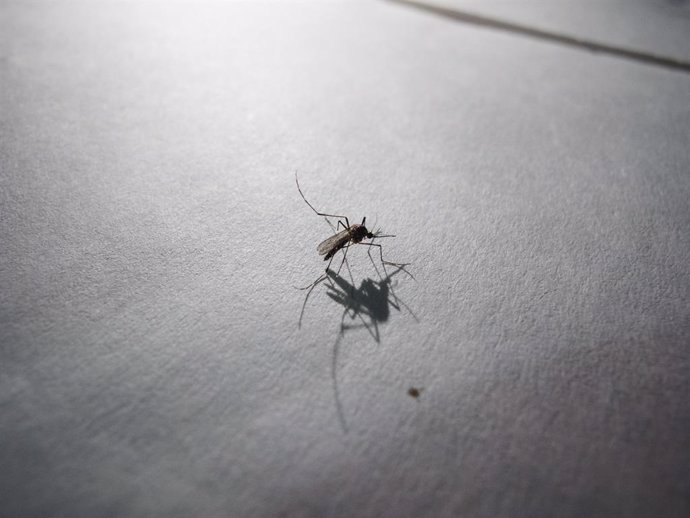 Archivo - June 19, 2023, Asuncion, Paraguay: A mosquito is seen inside a house in Asuncion, Paraguay. Paraguayan health authorities reported on Friday (16) that in the last three weeks, 1,468 cases of chikungunya and 721 cases of dengue have been register