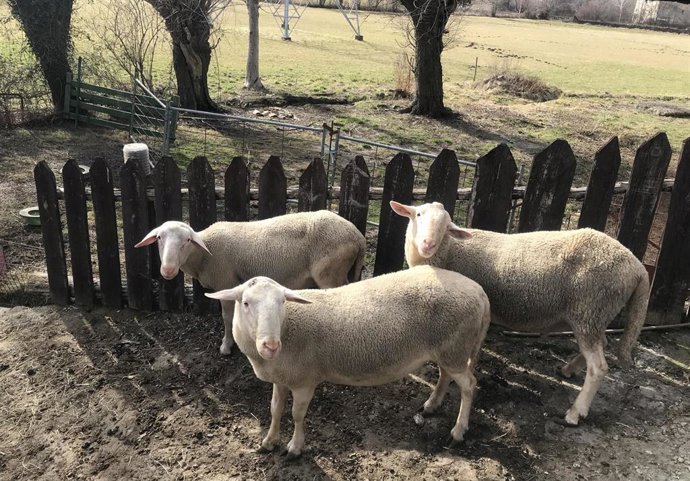 Ovejas al aire libre con una cerca