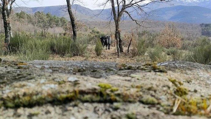 Ganado en la ruta por la Sierra de Béjar (Salamanca)