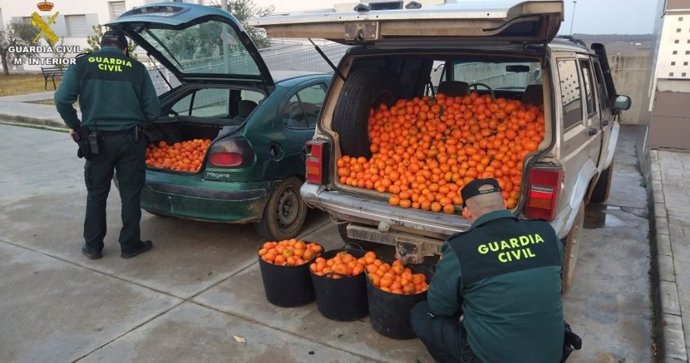 Archivo - Agentes de la Guardia Civil examinan vehículos cargados con naranjas robadas