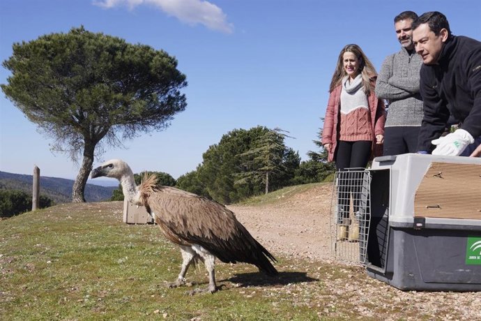Archivo - El presidente de la Junta de Andalucía, Juanma Moreno, en la suelta de un buitre leonado y dos cernícalos en la Sierra Pelada y Ribera del Aserrador, en Aroche (Huelva), en una imagen de archivo.