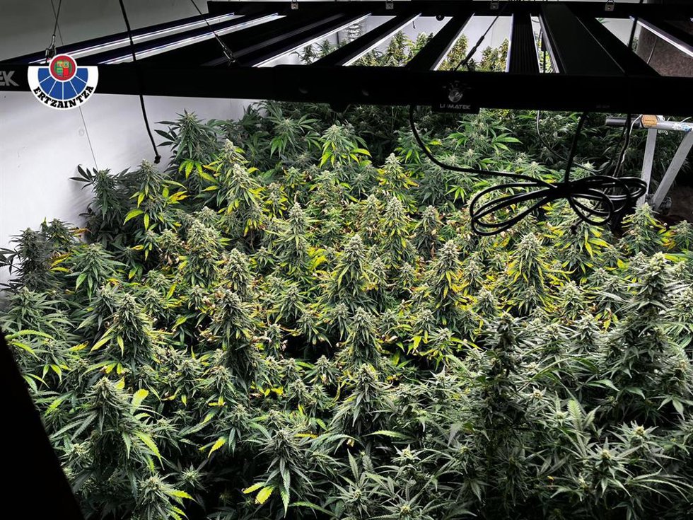 Plantación de marihuana desmantelada en Astigarraga.