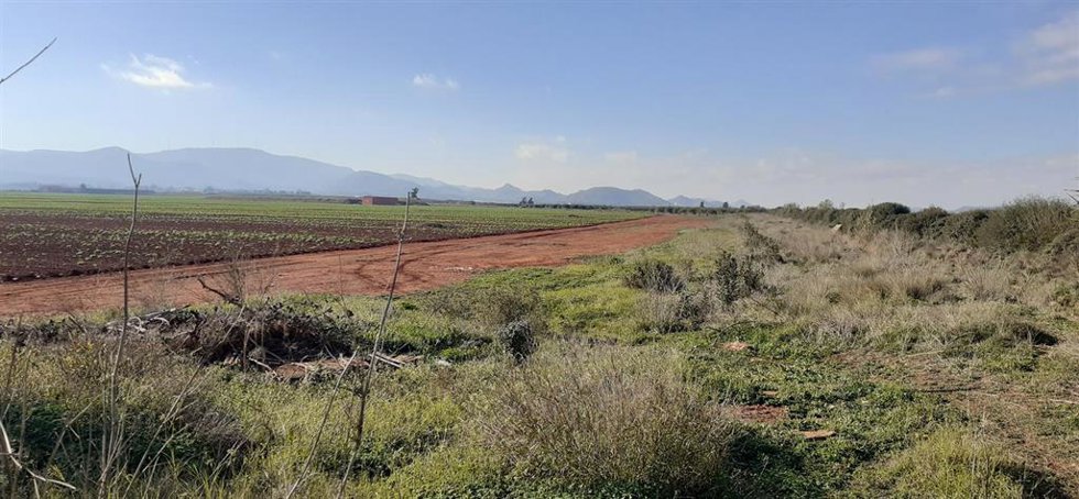 Vía pecuaria de la zona de Torre Pacheco.