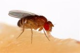 Foto: Identifican los genes que contribuyen a la evolución genital masculina en la mosca de la fruta