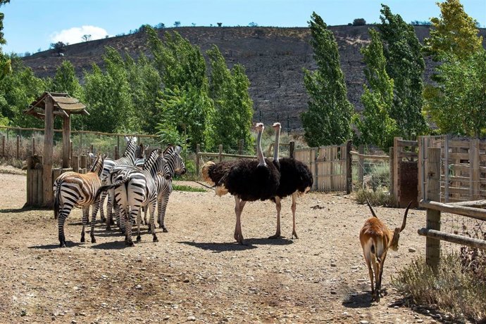 Archivo - Animales de Sendaviva