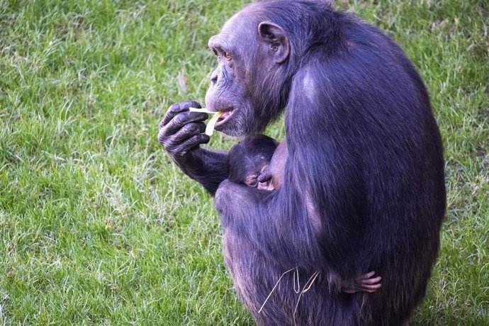 Imagen del chimpancé nacido en Bioparc