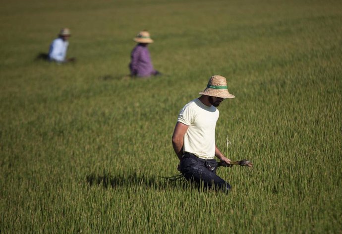 Archivo - Un grupo de jornaleros durante su labor, escardar arroz, en un arrozal en Isla Mayor.  