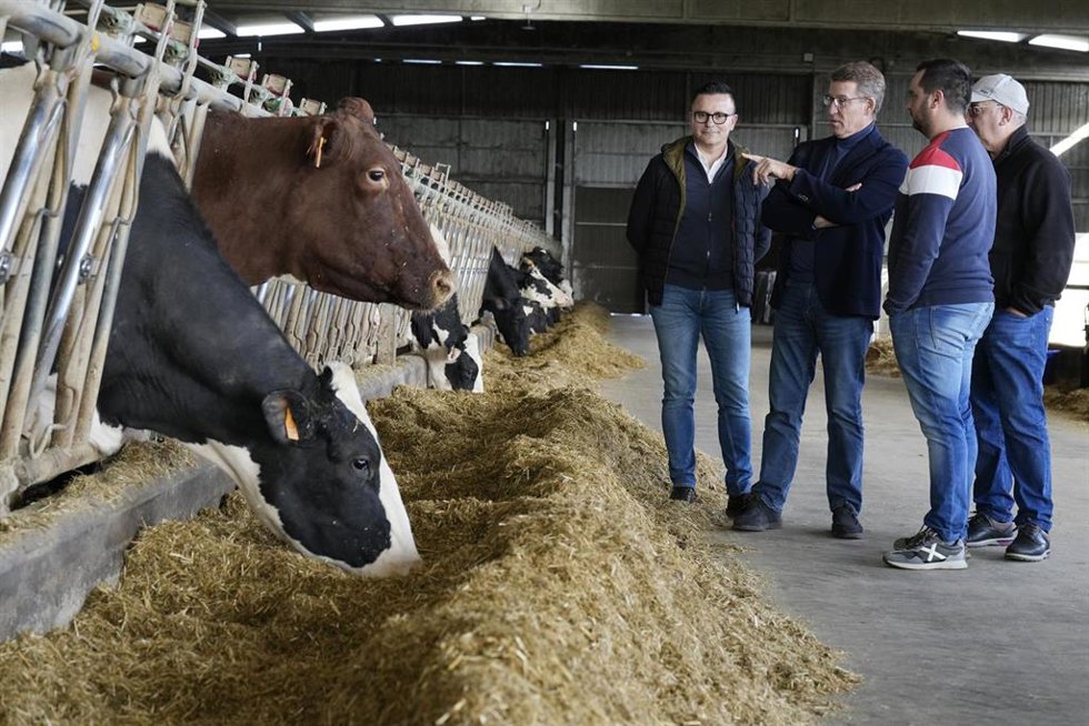 El presidente nacional del PP, Alberto Núñez Feijóo (3d), durante una visita a una explotación agraria acompañado por el candidato del PPdeG por la provincia de Ourense, José González, y el alcalde José Crespo, a 5 de febrero de 2024, en Lalín, Ourense,