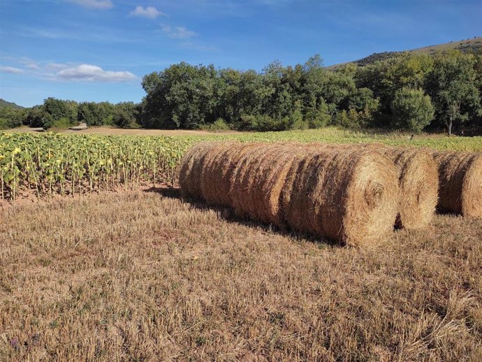 Archivo - Explotación agrícola