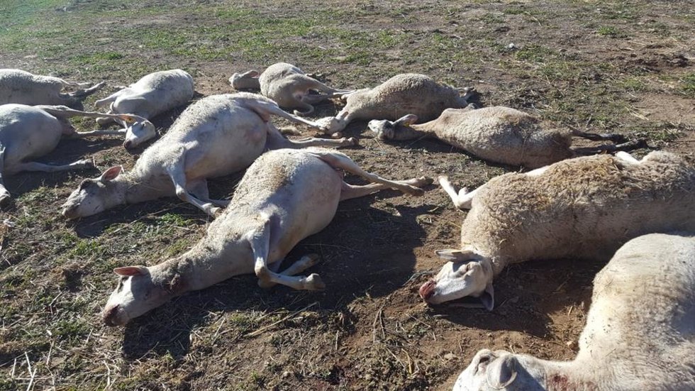 Imagen de las ovejas atacadas