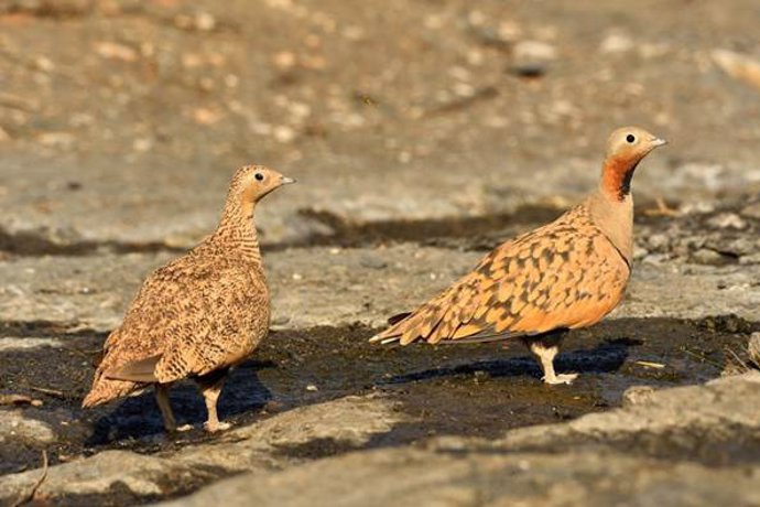 Pareja de 'Ganga ortega', una especie amenazada.