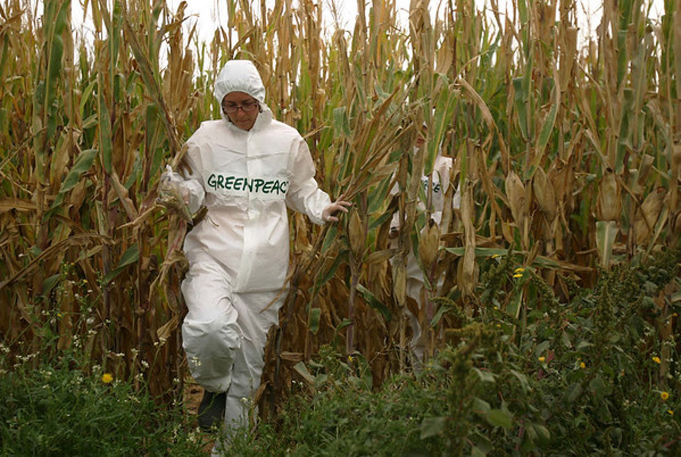 Activista de Greenpeace en un maizal.