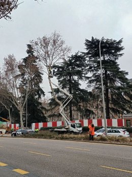 Archivo - Tala en los jardines de Jimena Quirós