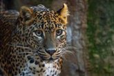 Foto: Una nueva pareja de leopardos de Sri Lanka llega a Bioparc Fuengirola