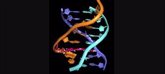 Foto: El CSIC estudian el ADN de triple hélice que parece estar implicada en procesos de regulación de la expresión génica