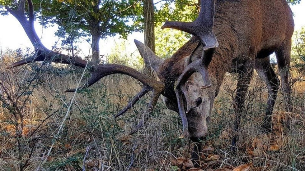 Archivo - Imagen de un ciervo comiendo.