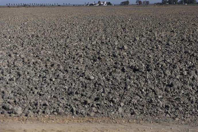 Archivo - Tierras de cultivo de arroz sin sembrar a causa de la sequía. A 26 de agosto de 2022 en Sevilla (Andalucía, España). (Foto de archivo).