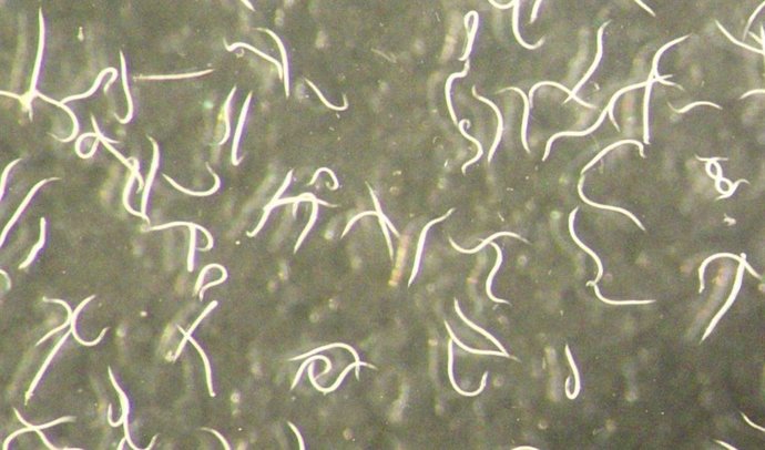 Mirada de cerca a la nueva especie de nematodo, Steinernema adamsi.