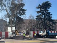 La izquierda lamenta que el PP vea árboles como mobiliario y remarca que "arboricidio es voluntad política, no técnica"