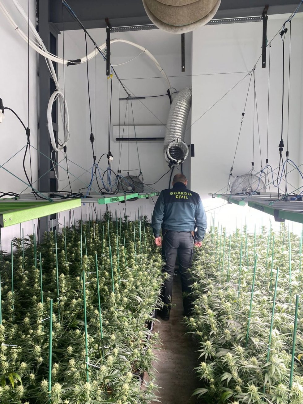 Imagen de la plantación intervenida