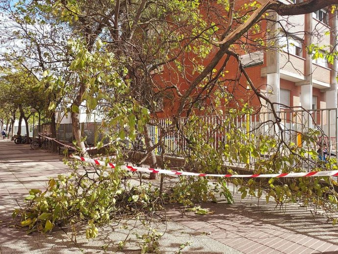 Arbol caído por el viento.